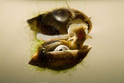 Aquatic Snail (class Gastropoda)