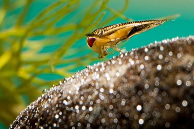Water Boatman (family Corixidae)
