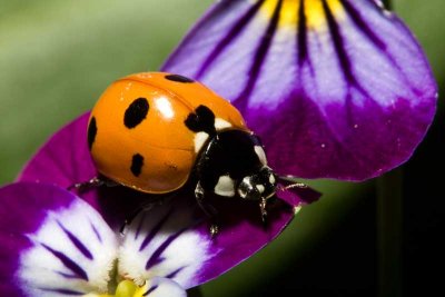 Terrestrial ladybug beetle (order Coleoptera)