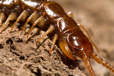 Centipede fangs (class Chilopoda)