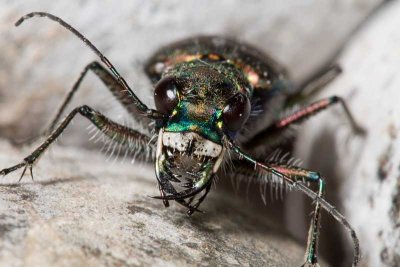 Terrestrial Tiger Beetle (order Coleoptera)