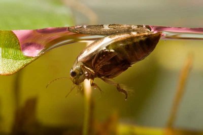 Predaceous Diving Beetle at water surface (family Dytiscidae)