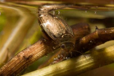 Predaceous Diving Beetle, under water (family Dytiscidae)