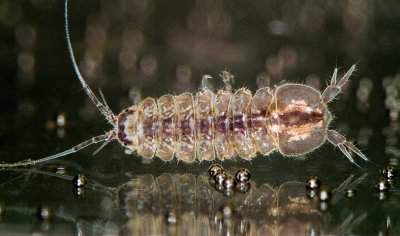 Aquatic Sowbug (family Asellidae)
