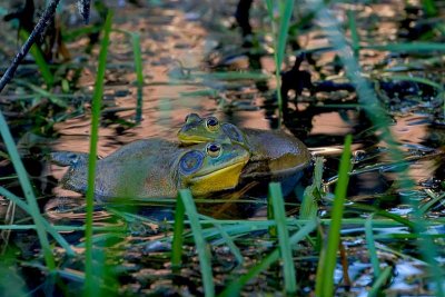 Bullfrog buddies