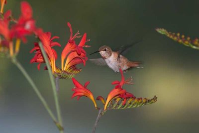 Hummingbird and its favorite: Crocosmia