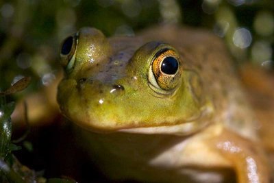 A frog's face