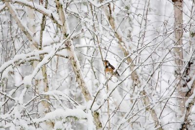 A bird's life