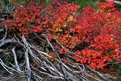 Vine Maple