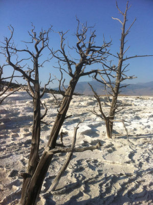 Doug's Yellowstone Pics