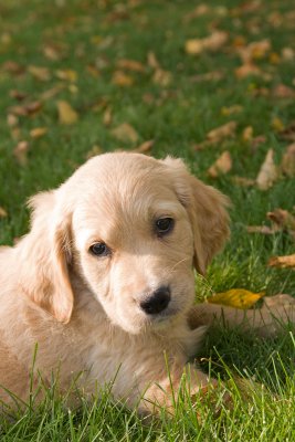 Georgie @ 7 weeks