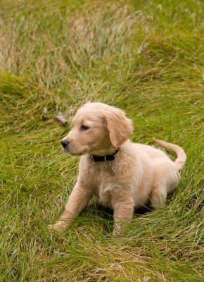 Portrait in the Grass