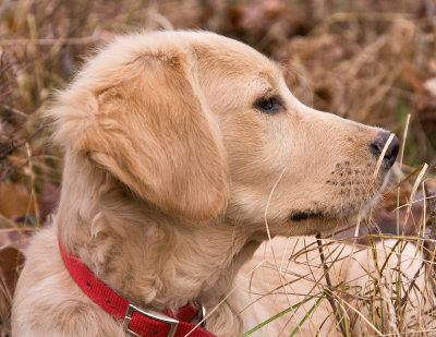 Grass on the Nose