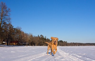 Lake Romp