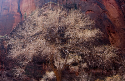 Tree and Canyon Wall