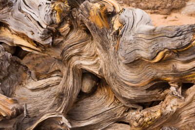 Fallen Tree