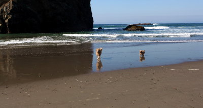 Georgie and Murphy hit the Beach