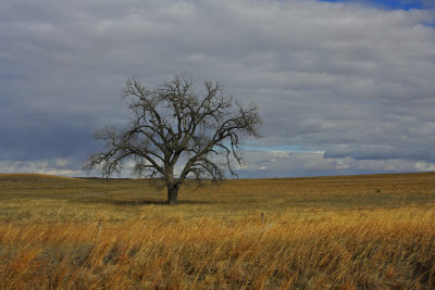 Lone Tree/Nebraska