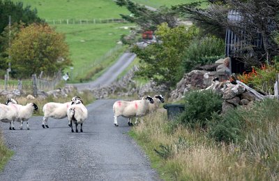Follow the  sheep