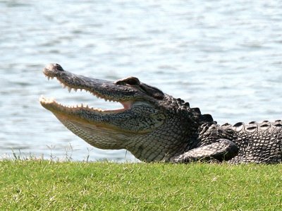 On the Golf Course, Flordia