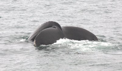 Humpback Whale Tail