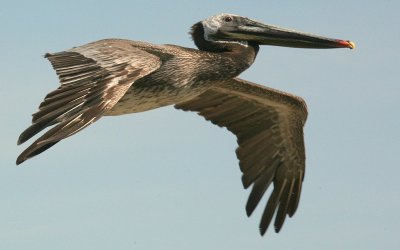 Pelican joy