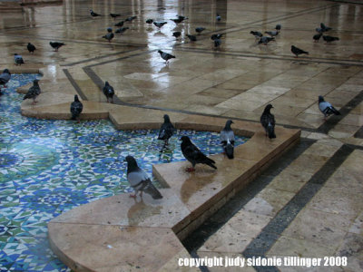 pigeons at the mosque