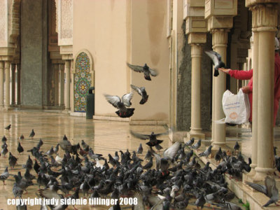 feeding pigeons