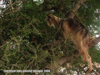 goat in an argan tree