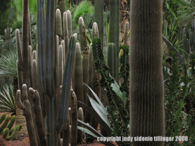 cactus at majorelle gardens