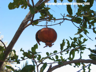 pomegranate!
