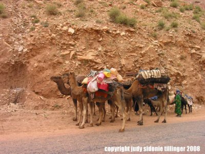 nomad camels