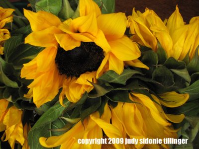 2.14 sunflowers