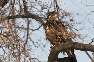 eagle2-0927.jpg