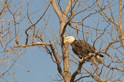 eagle3-0886.jpg