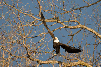 eagle9-0960.jpg