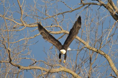 eagle7-0961.jpg