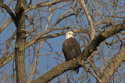 eagle8-0962.jpg
