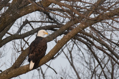 eagle5-0951.jpg