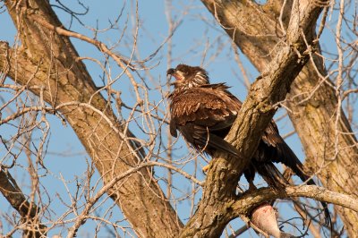 eagle1-0883.jpg