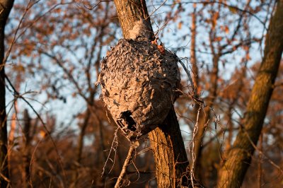 hornet nest-0656.jpg