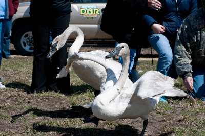 Swan7-1055.jpg