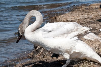 Swan8-1058.jpg