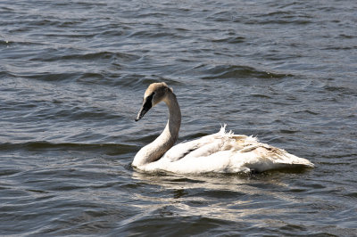 Swan9-1064.jpg