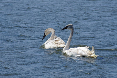 swanscreen-1069.jpg