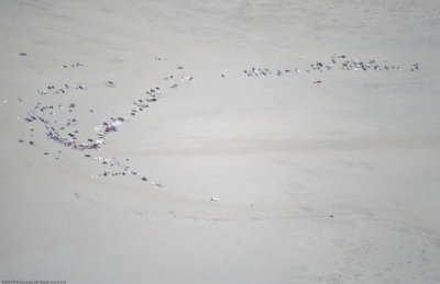 015 Gathering in the desert
