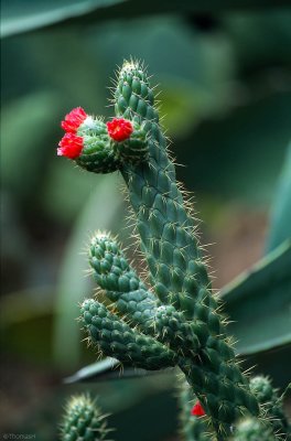 01-16-Botanic Garden