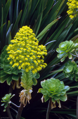 01-21-Botanic Garden