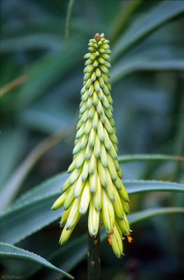 01-22-Botanic Garden