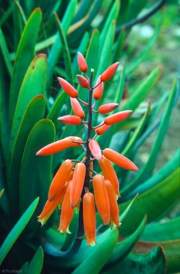 01-27-Botanic Garden